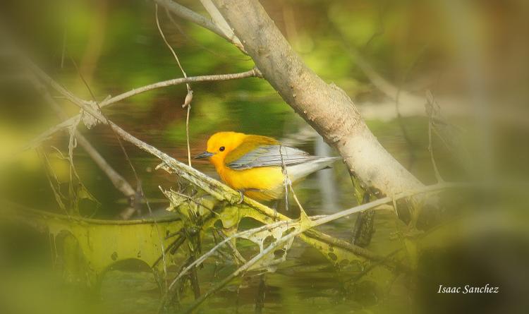 Photo (25): Prothonotary Warbler