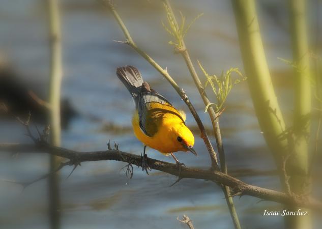 Photo (21): Prothonotary Warbler