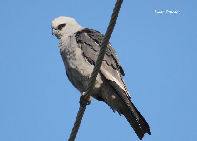 Photo (1): Mississippi Kite
