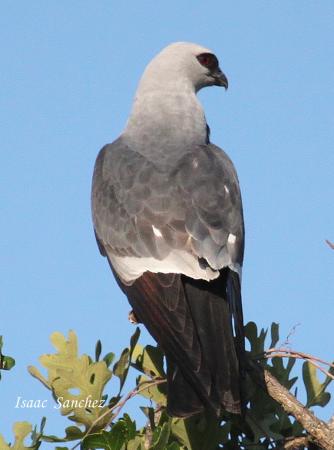 Photo (3): Mississippi Kite