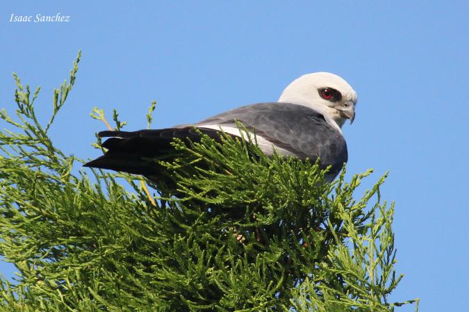 Photo (2): Mississippi Kite