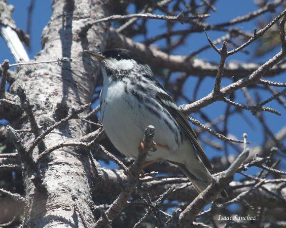 Photo (10): Blackpoll Warbler
