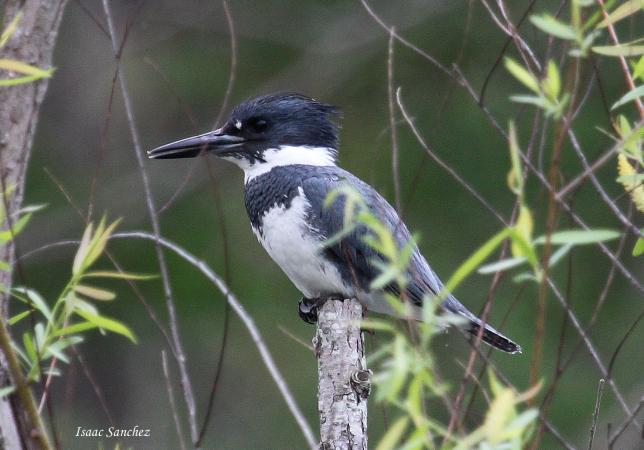 Photo (8): Belted Kingfisher