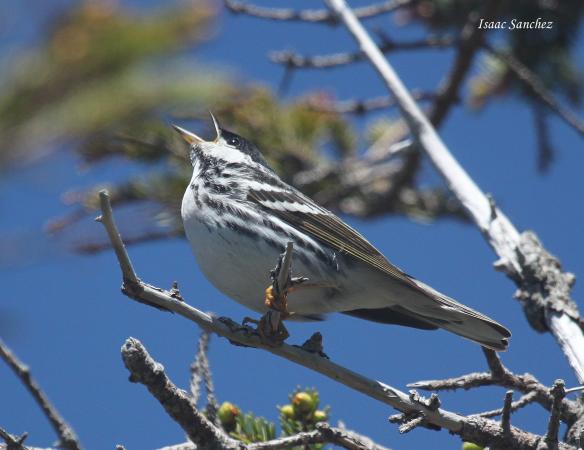 Photo (3): Blackpoll Warbler