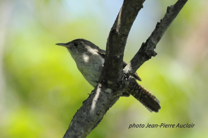 Photo (29): House Wren