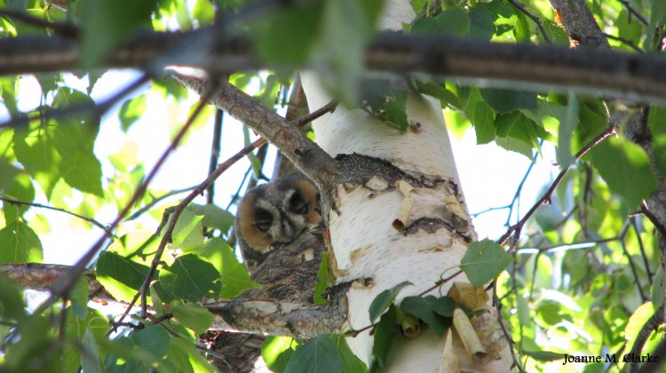 Photo (20): Long-eared Owl
