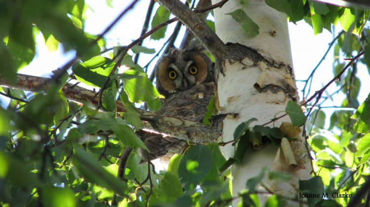 Photo (17): Long-eared Owl