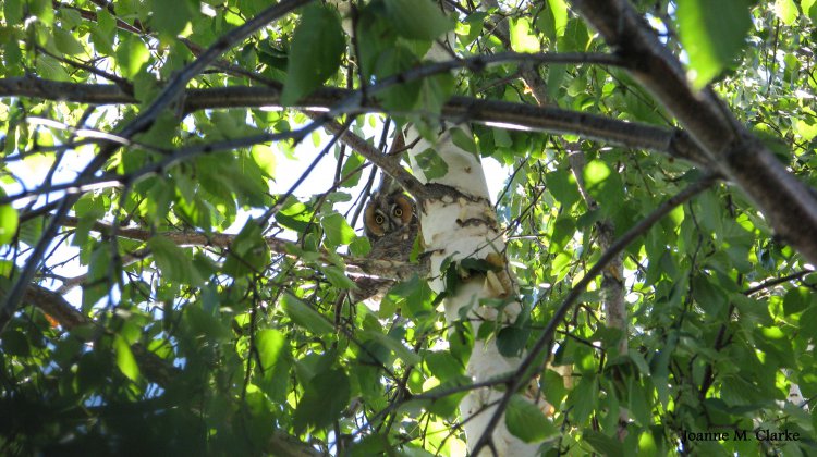 Photo (10): Long-eared Owl