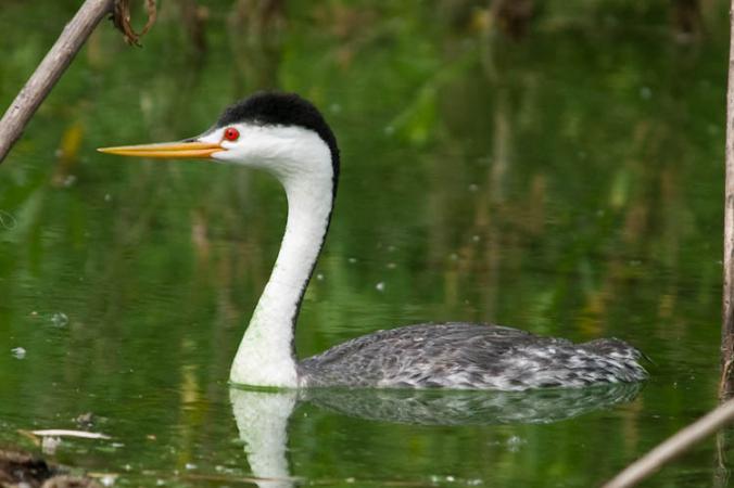 Photo (1): Clark's Grebe