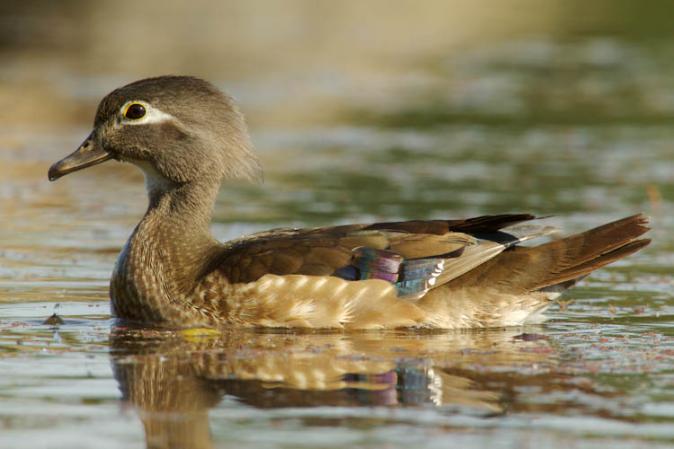 Photo (5): Wood Duck