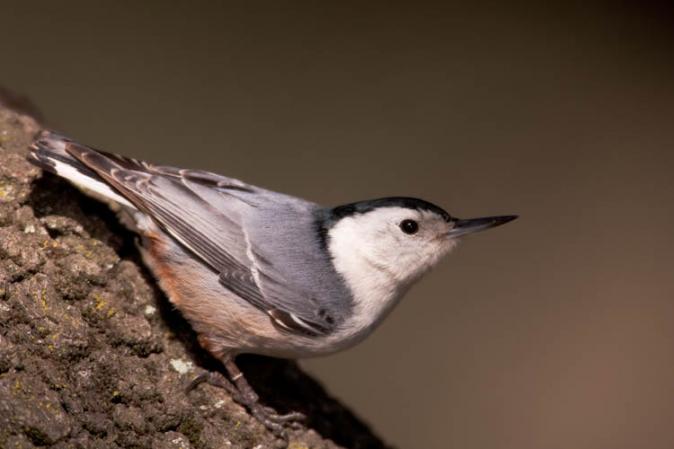 Photo (5): White-breasted Nuthatch