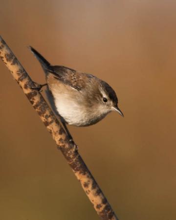 Photo (6): Marsh Wren