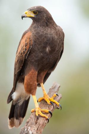 Photo (1): Harris's Hawk