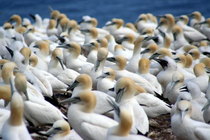 Photo (5): Northern Gannet