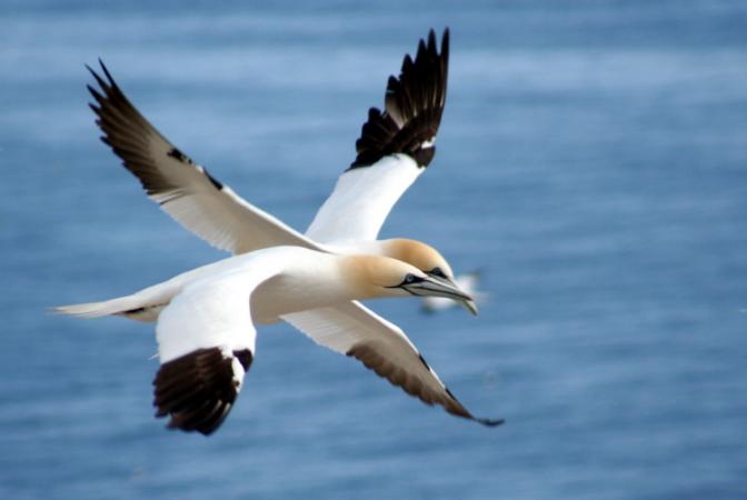 Photo (2): Northern Gannet