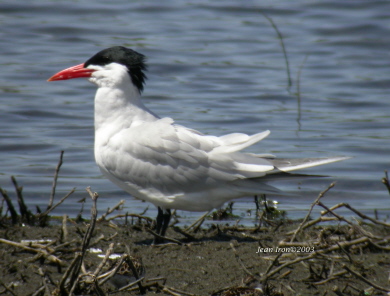 Photo (8): Caspian Tern