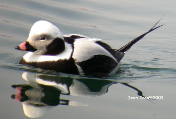 Photo (9): Long-tailed Duck