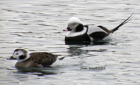 Photo (6): Long-tailed Duck