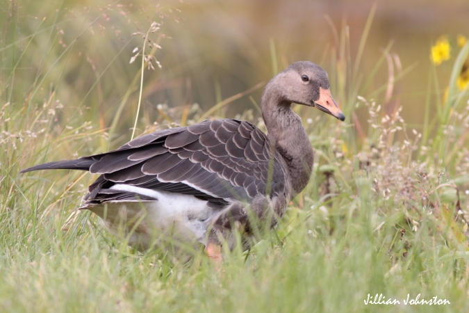 Photo (15): Greater White-fronted Goose