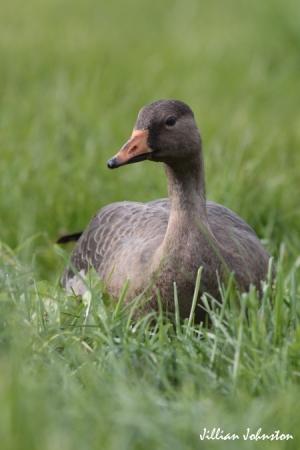 Photo (16): Greater White-fronted Goose