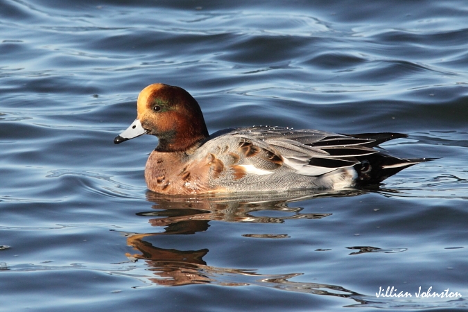 Photo (10): Eurasian Wigeon