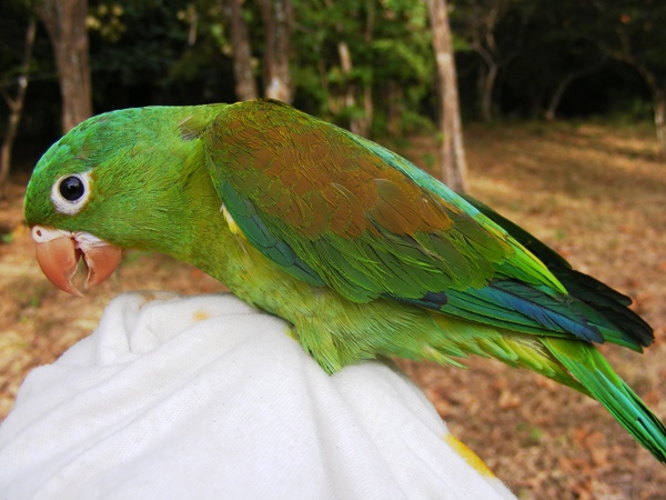 Photo (12): Orange-chinned Parakeet