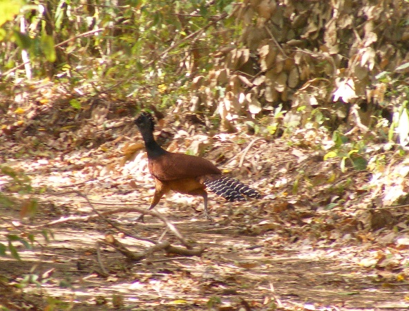 Photo (11): Great Curassow