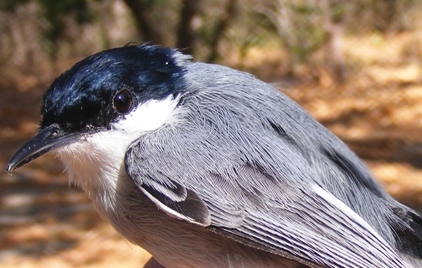 Photo (1): White-lored Gnatcatcher