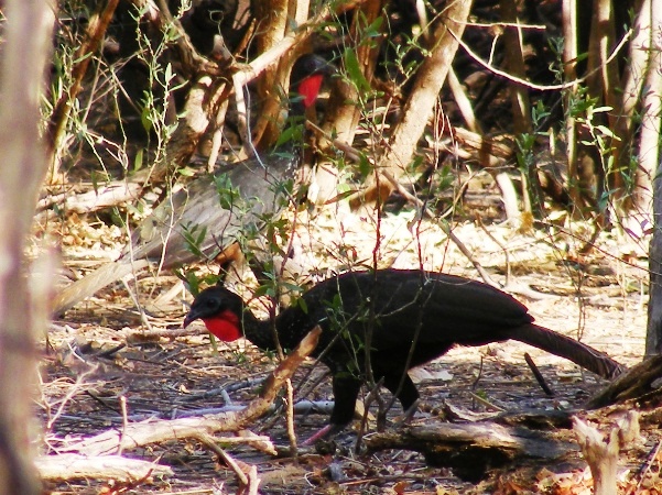 Photo (16): Crested Guan