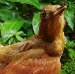 Photo (1): Ruddy Woodcreeper