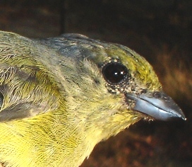 Photo (4): Scrub Euphonia