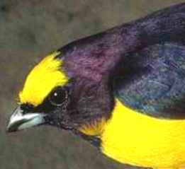 Photo (3): Scrub Euphonia