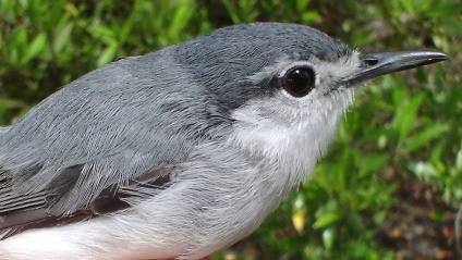 Photo (2): White-lored Gnatcatcher