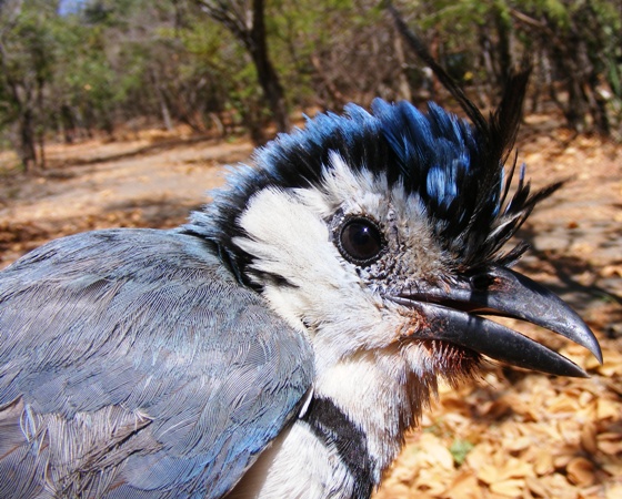 Photo (9): White-throated Magpie-Jay
