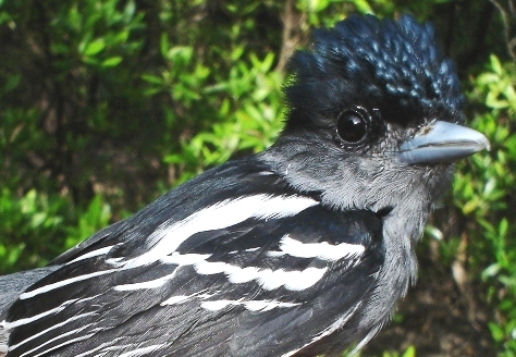 Photo (1): White-winged Becard