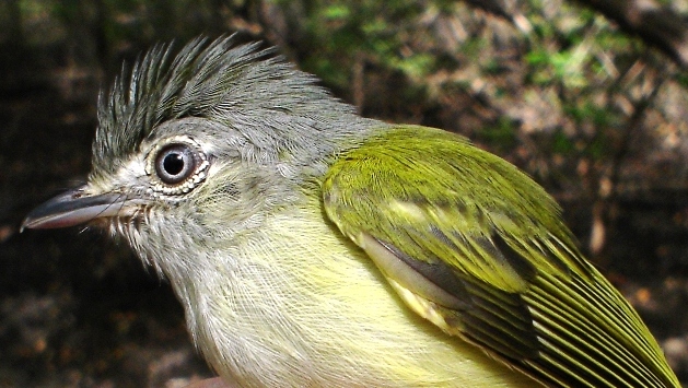 Photo (1): Yellow-olive Flycatcher
