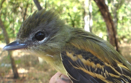 Photo (2): White-winged Becard