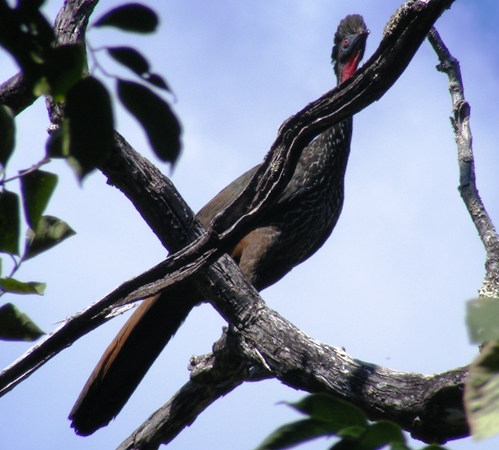 Photo (17): Crested Guan
