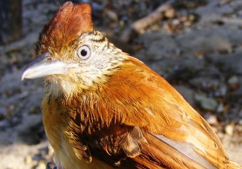 Photo (16): Barred Antshrike