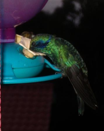 Photo (10): Green Violetear
