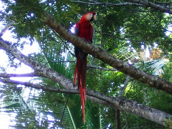 Photo (6): Scarlet Macaw