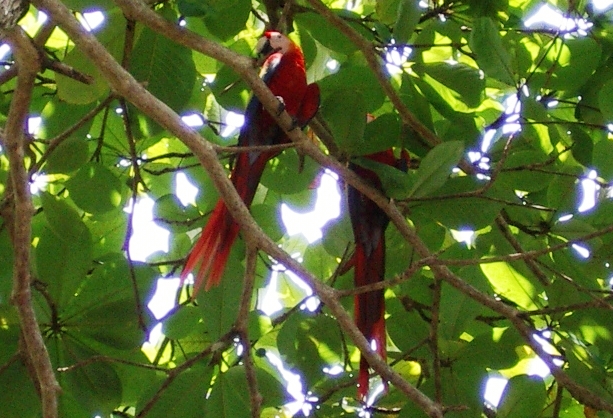 Photo (13): Scarlet Macaw
