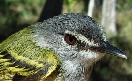 Photo (1): Slate-headed Tody-Flycatcher