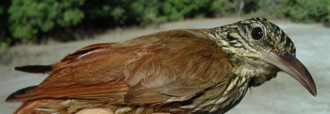 Photo (1): Streak-headed Woodcreeper