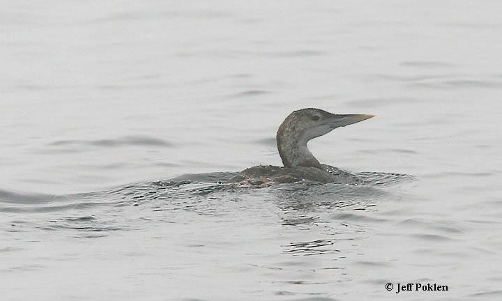 Photo (6): Yellow-billed Loon