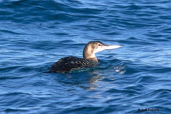 Photo (7): Yellow-billed Loon