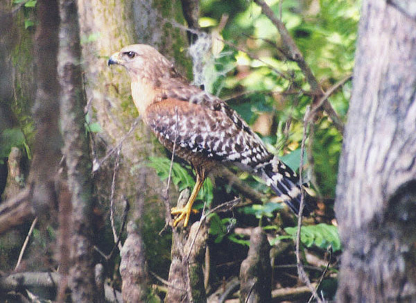 Photo (6): Red-shouldered Hawk