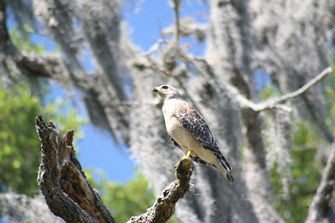 Photo (7): Red-shouldered Hawk