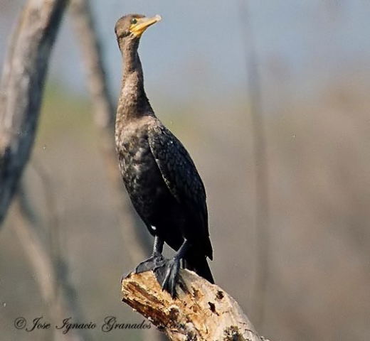 Photo (22): Neotropic Cormorant