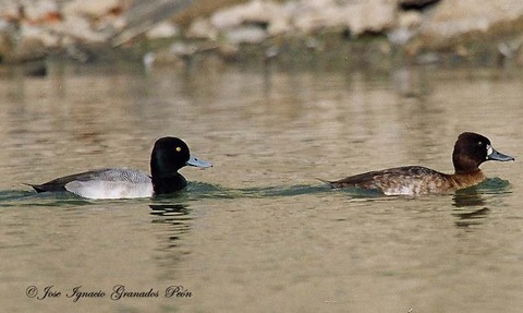 Photo (3): Lesser Scaup